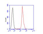 ZAP70 Antibody in Flow Cytometry (Flow)