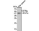 CD79a Antibody in Western Blot (WB)