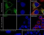 MUC1 Antibody in Immunocytochemistry (ICC/IF)