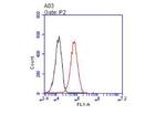 CD166 Antibody in Flow Cytometry (Flow)