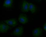 CD166 Antibody in Immunocytochemistry (ICC/IF)