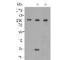 CD166 Antibody in Western Blot (WB)