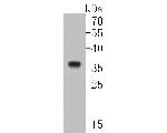 Myc-tag Antibody in Western Blot (WB)