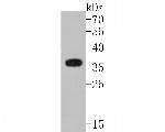 Myc-tag Antibody in Western Blot (WB)