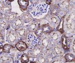 Beta Actin Antibody in Immunohistochemistry (Paraffin) (IHC (P))