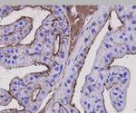 Beta Actin Antibody in Immunohistochemistry (Paraffin) (IHC (P))