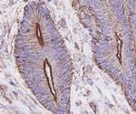 Beta Actin Antibody in Immunohistochemistry (Paraffin) (IHC (P))