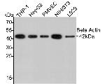 Beta Actin Antibody in Western Blot (WB)