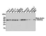 Beta Actin Antibody in Western Blot (WB)