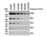 Beta Actin Antibody in Western Blot (WB)