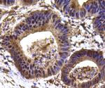 HSP90 Beta Antibody in Immunohistochemistry (Paraffin) (IHC (P))
