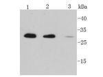 IL-6 Antibody in Western Blot (WB)
