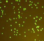 GFP Antibody in Immunocytochemistry (ICC/IF)