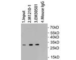 GFP Antibody in Immunoprecipitation (IP)