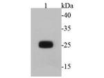 GFP Antibody in Western Blot (WB)
