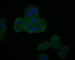 Myc Tag Antibody in Immunocytochemistry (ICC/IF)