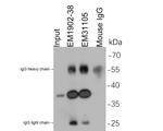 Myc Tag Antibody in Immunoprecipitation (IP)