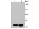 Myc Tag Antibody in Western Blot (WB)