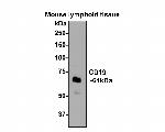 CD19 Antibody in Western Blot (WB)