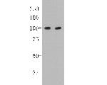 CD19 Antibody in Western Blot (WB)