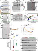 DYKDDDDK Tag Antibody in Western Blot, Immunoprecipitation (WB, IP)