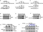 DYKDDDDK Tag Antibody in Western Blot, Immunoprecipitation (WB, IP)