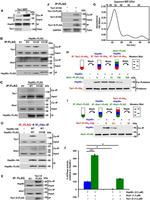 DYKDDDDK Tag Antibody in Western Blot, Immunoprecipitation (WB, IP)