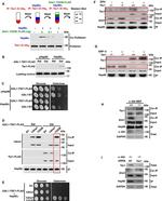 DYKDDDDK Tag Antibody in Western Blot (WB)