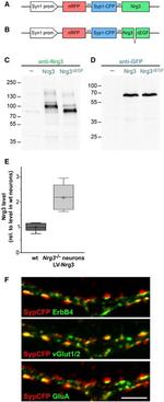 GFP Antibody in Western Blot, Immunocytochemistry (WB, ICC/IF)