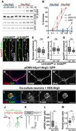 GFP Antibody in Immunocytochemistry (ICC/IF)