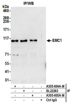 EMC1 Antibody in Western Blot (WB)