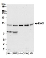 EMC1 Polyclonal Antibody