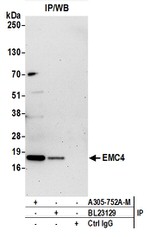 EMC4 Polyclonal Antibody