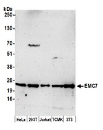 EMC7 Polyclonal Antibody