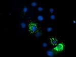 ENDOG Antibody in Immunocytochemistry (ICC/IF)
