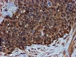 ENDOG Antibody in Immunohistochemistry (Paraffin) (IHC (P))
