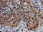 ENDOG Antibody in Immunohistochemistry (Paraffin) (IHC (P))