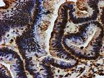 ENDOG Antibody in Immunohistochemistry (Paraffin) (IHC (P))
