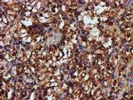 ENDOG Antibody in Immunohistochemistry (Paraffin) (IHC (P))
