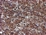 ENDOG Antibody in Immunohistochemistry (Paraffin) (IHC (P))