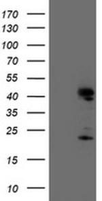 ENDOG Antibody in Western Blot (WB)