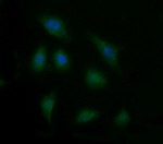 ENG Antibody in Immunocytochemistry (ICC/IF)