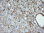ENG Antibody in Immunohistochemistry (Paraffin) (IHC (P))