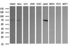 ENG Antibody in Western Blot (WB)