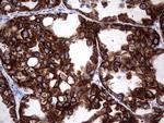 ENKUR Antibody in Immunohistochemistry (Paraffin) (IHC (P))