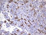 ENKUR Antibody in Immunohistochemistry (Paraffin) (IHC (P))