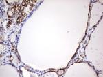 ENKUR Antibody in Immunohistochemistry (Paraffin) (IHC (P))
