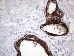 ENKUR Antibody in Immunohistochemistry (Paraffin) (IHC (P))