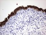 ENKUR Antibody in Immunohistochemistry (Paraffin) (IHC (P))