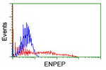 ENPEP Antibody in Flow Cytometry (Flow)